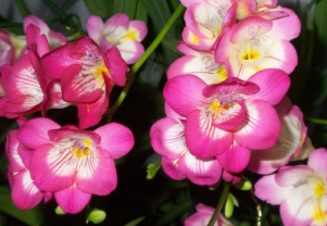 분홍 프리지아 꽃말