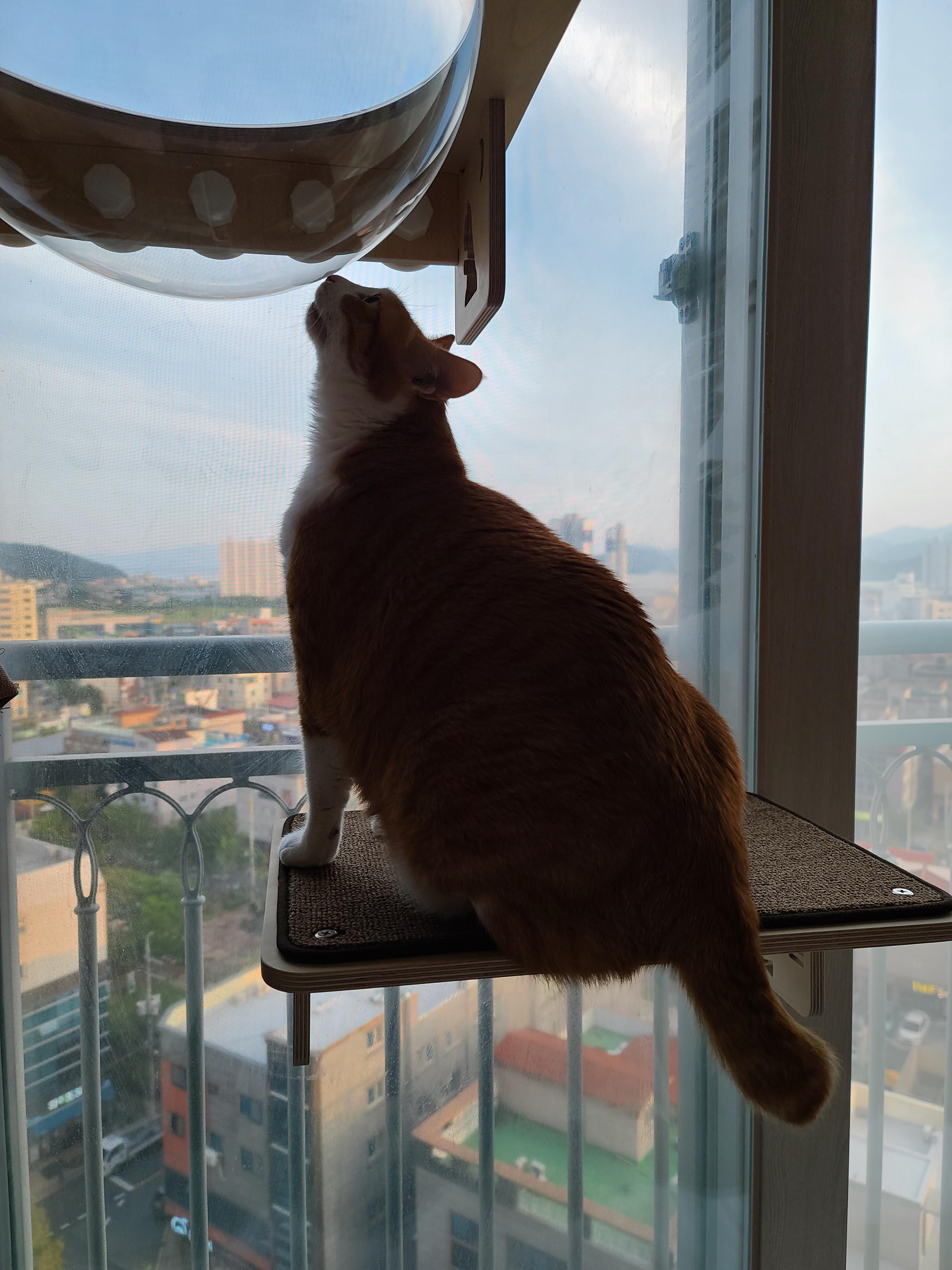 냥냥이들의 캣워크, 캣볼을 달았다. (내돈내산,스압주의)