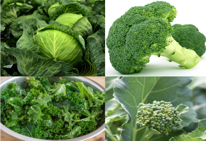 유방암 예방과 회복에 도움 되는 음식