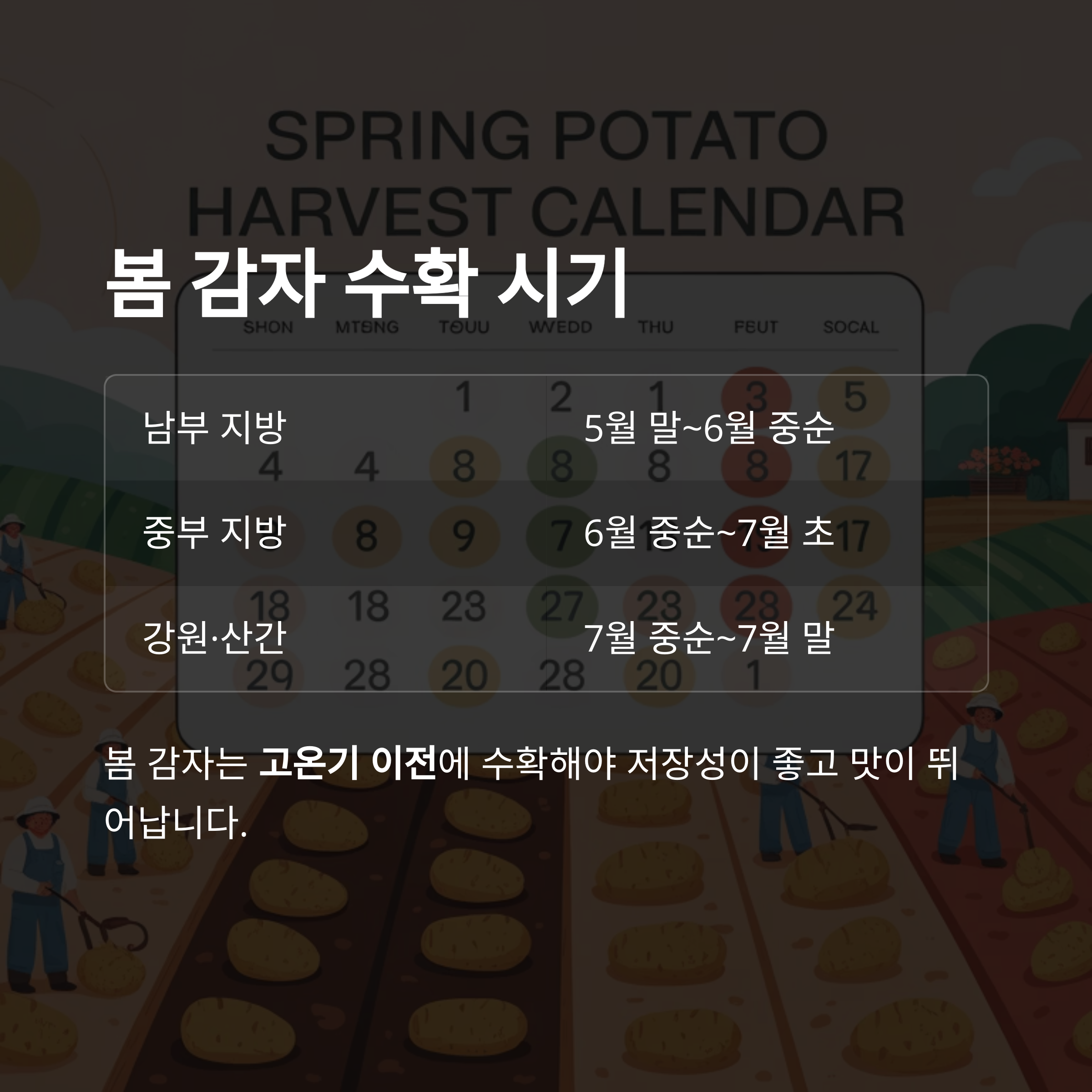 봄 감자 수확시기 (3~4월 파종 기준)