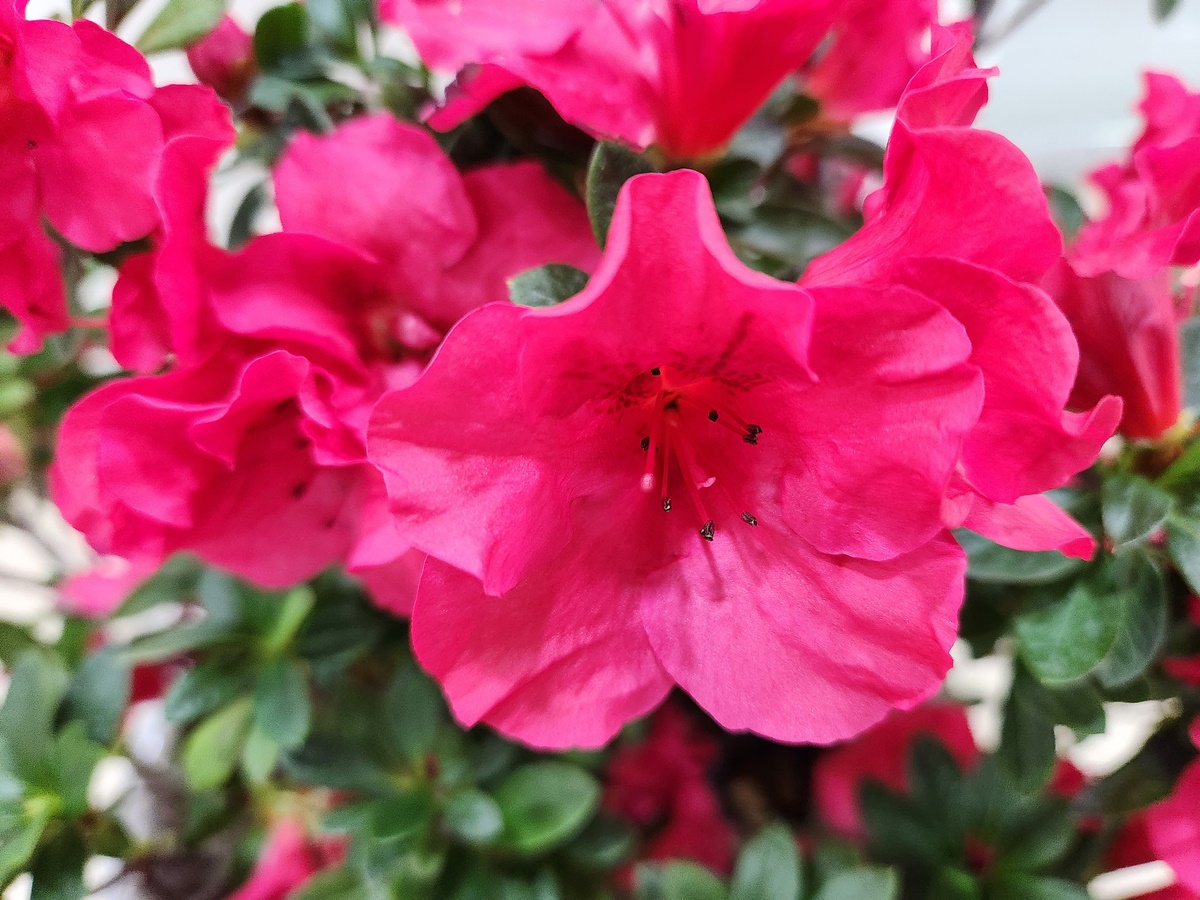 아젤리아(서양철쭉)