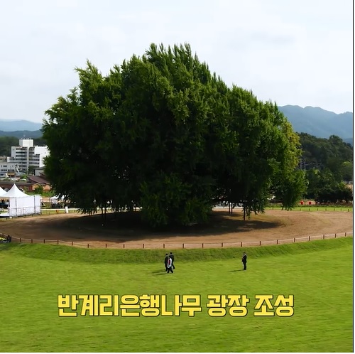 원주 반계리 은행나무 축제