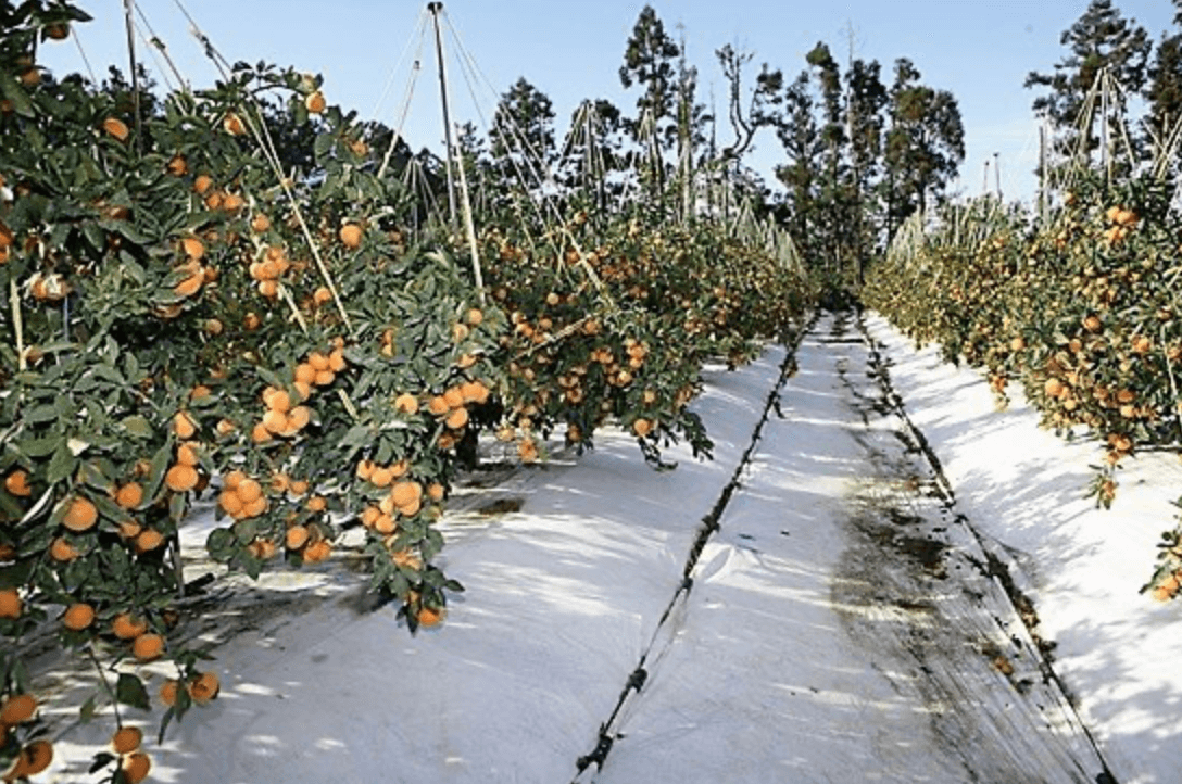 [겨울철 별미] 간단명료! 감귤의 종류 및 보관방법