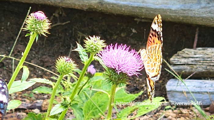 개엉겅퀴, 대계(大薊), Cirsium japonicum, Japanese thistle