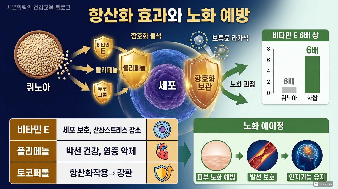 항산화 효과와 노화 예방