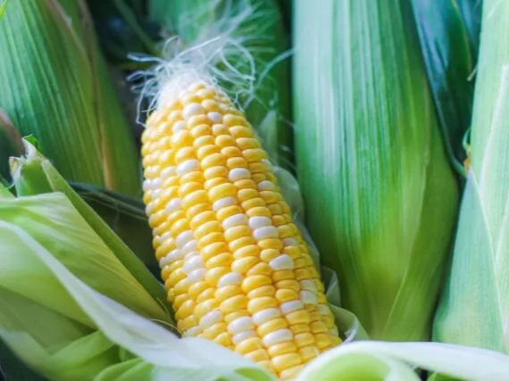 몸에 좋은 옥수수