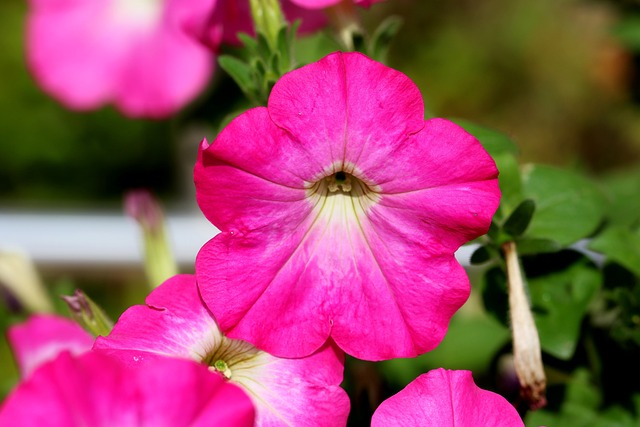 기분 좋은 향기의 일년생 식물