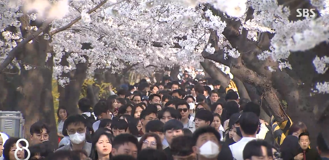 마포 경의선숲길 벚꽃 구경 플레이스