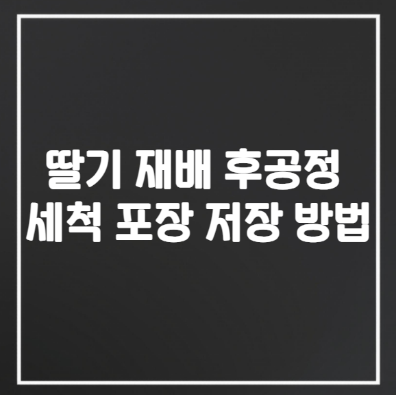 딸기 재배 후공정 세척