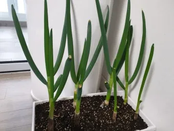 텃밭 대파 키우는 법 토양 북주기 웃거름 병해 예방_9