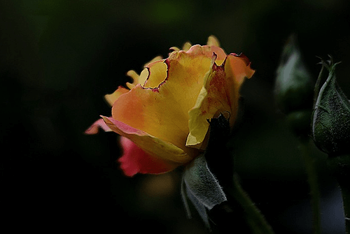 찔레장미3