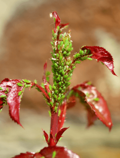 식물 진딧물 완벽 정리, 어린잎에 붙은 진딧물
