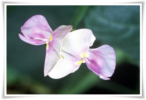 텃밭 "5월, 동부콩 심으세요!" 텃밭의 숨은 보석 알고보면 매력 덩어리!