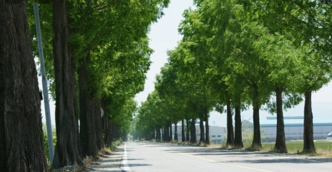 창원 죽동마을 메타세콰이어길