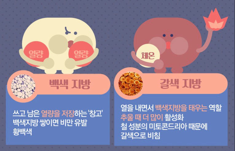 좋은 지방