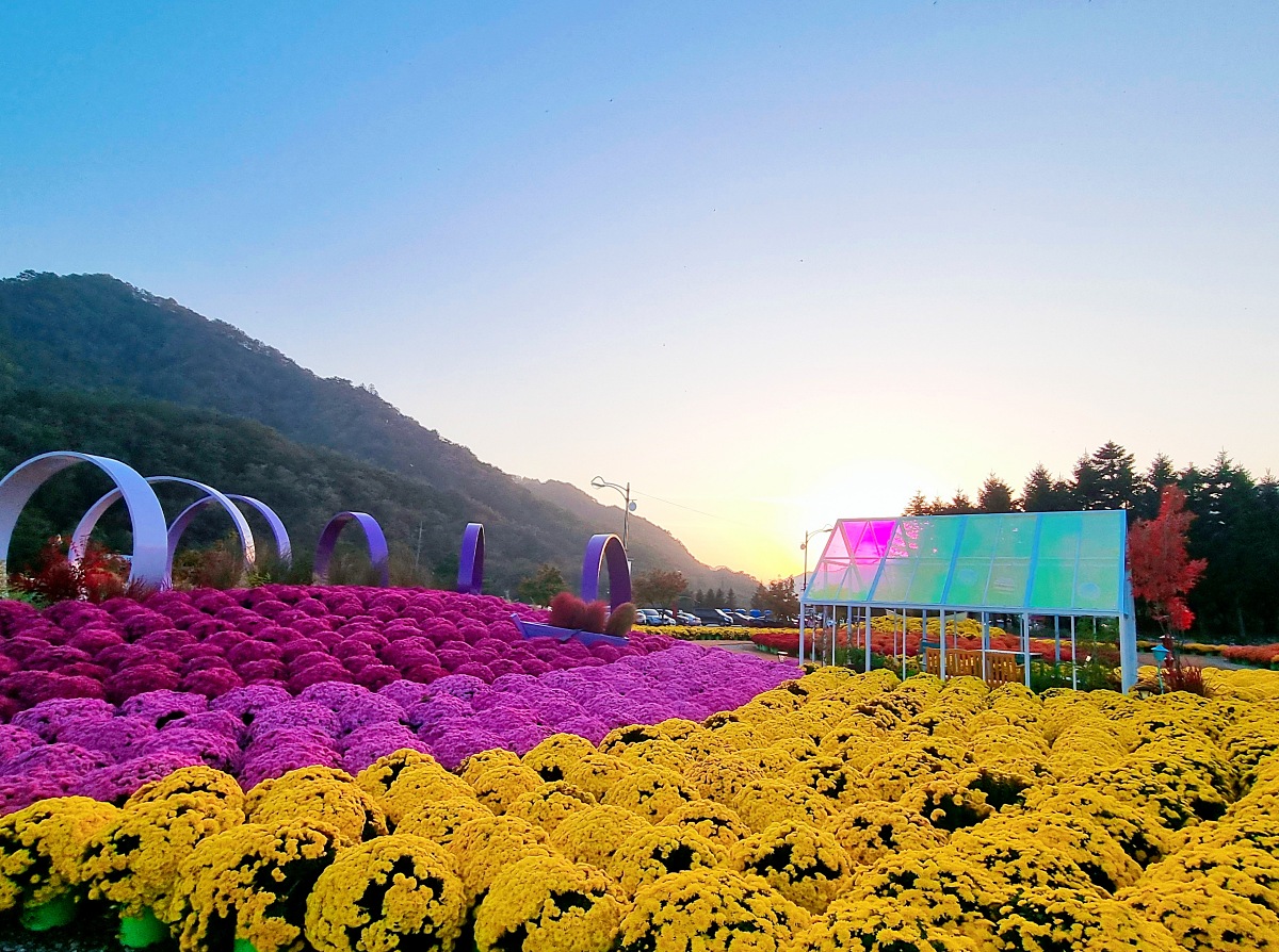 2024 강원도 인제 가을꽃 축제: 꽃길만 걷자 노을빛 국화 풍경, 단풍 후기 (10.17.)