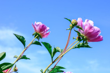 합천 핫들생태공원 작약꽃 축제