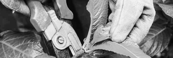 가지치기 방법: 주의 사항