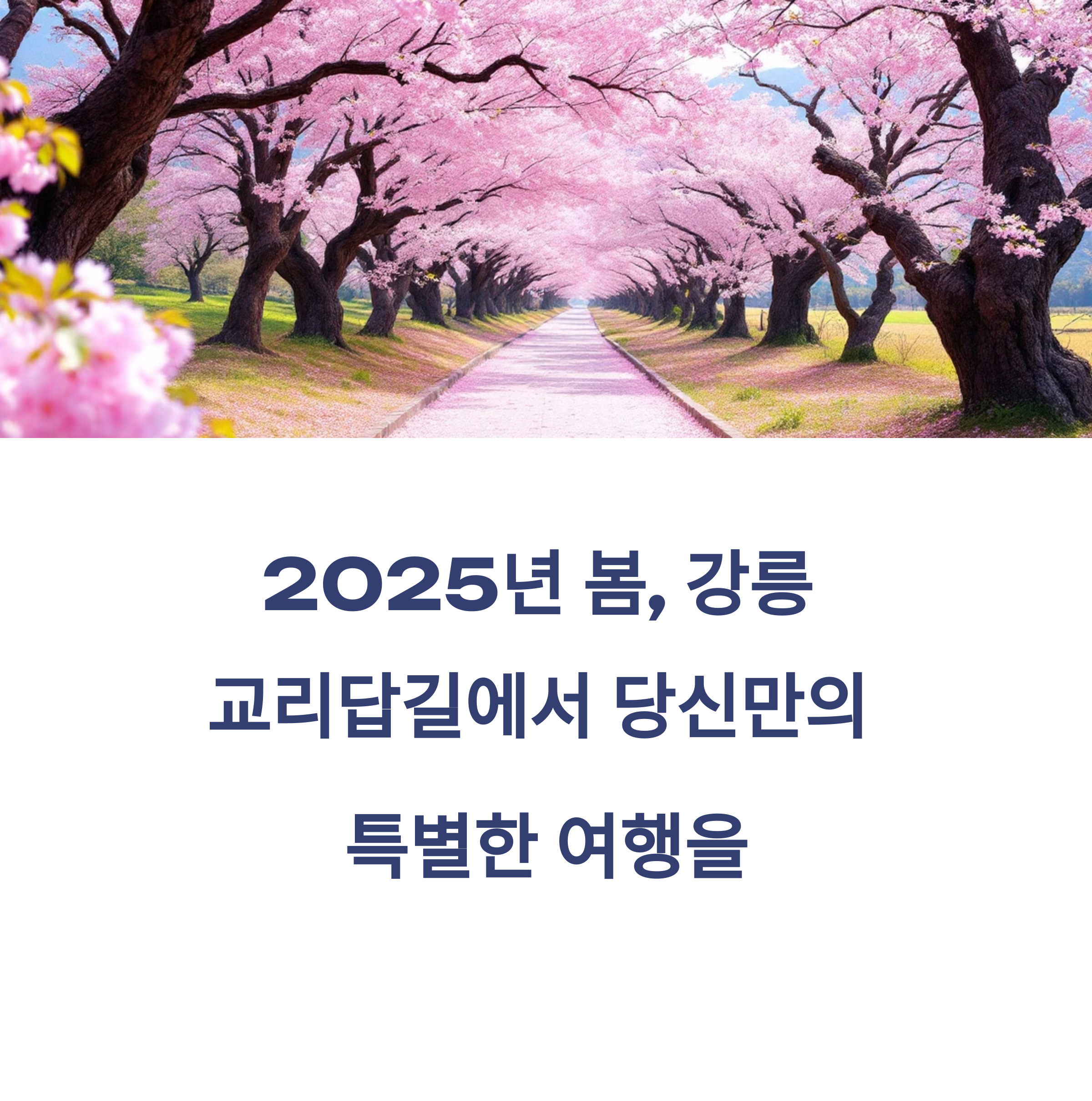 강릉 교리답길
