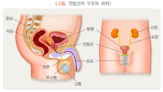 전립선 비대증 원인