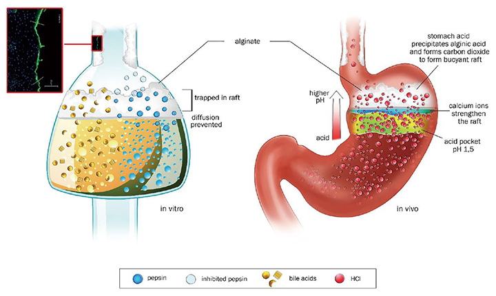 라미나지액 알긴산나트륨 작용 기전