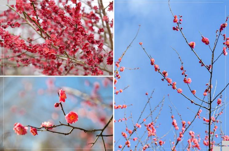 순천 매곡동 홍매화 마을 탐매마을 가는 법·개화 시기·사진 포인트 총정리 (2026 봄 여행)