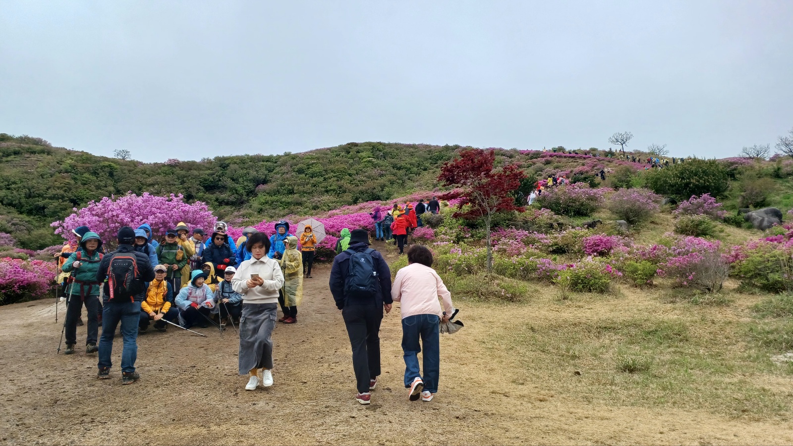 합천 황매산 철쭉1