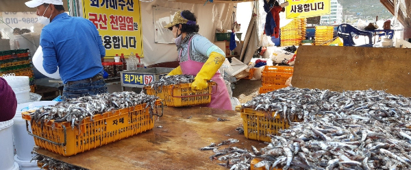 기장 멸치축제