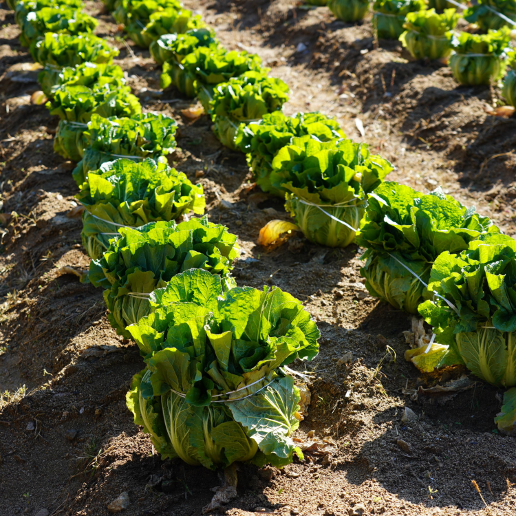 배추밭