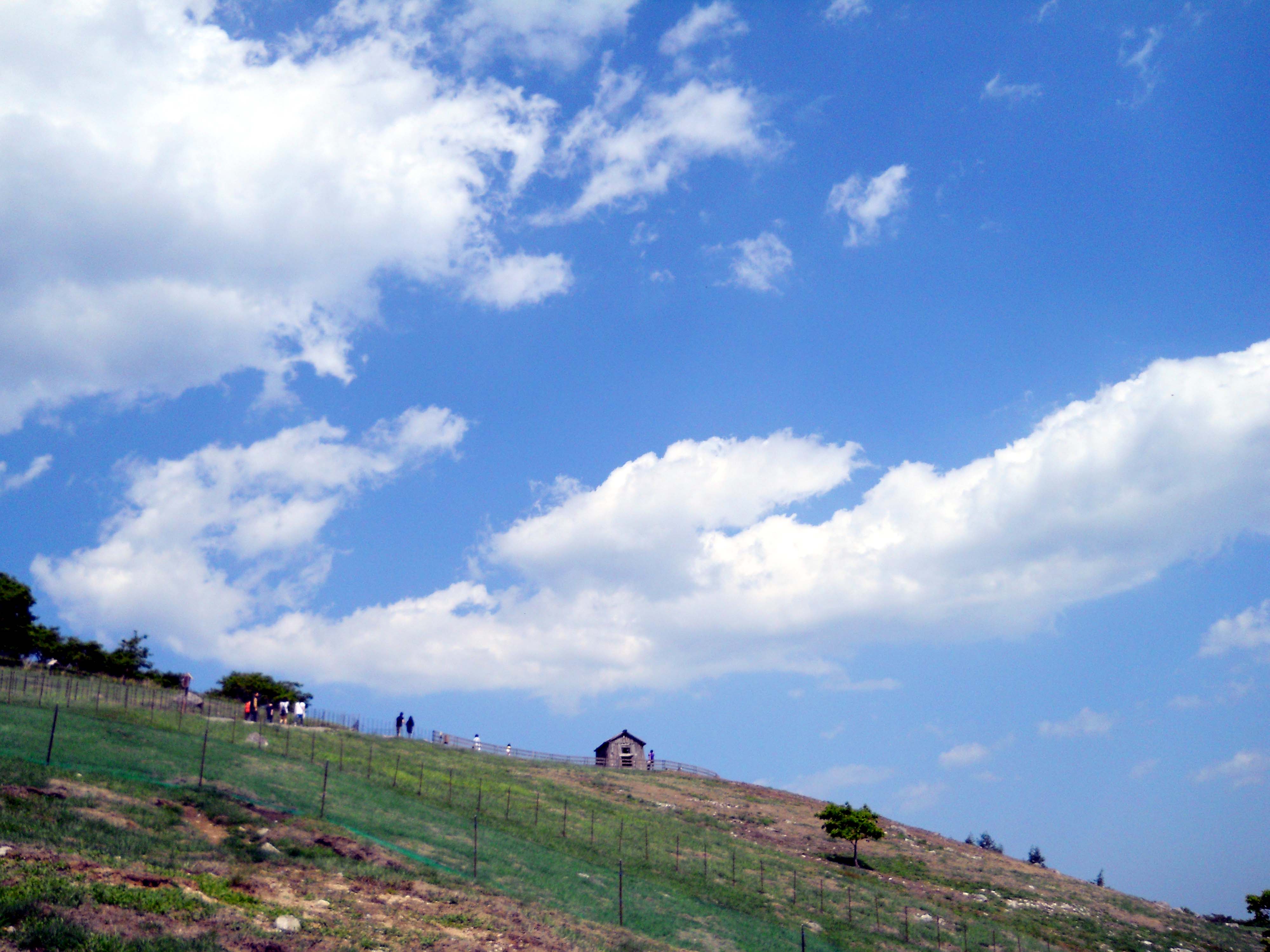 대관령 양떼목장(Daegwallyeong Sheep Farm)