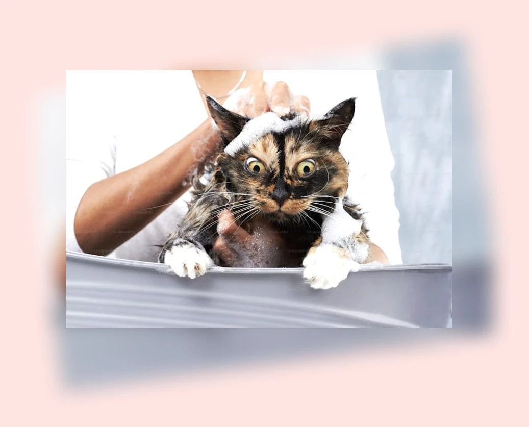 고양이 목욕_1_subsection