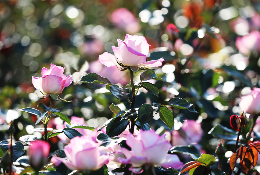 서울대공원 장미원 입장료, 1인당 얼마?