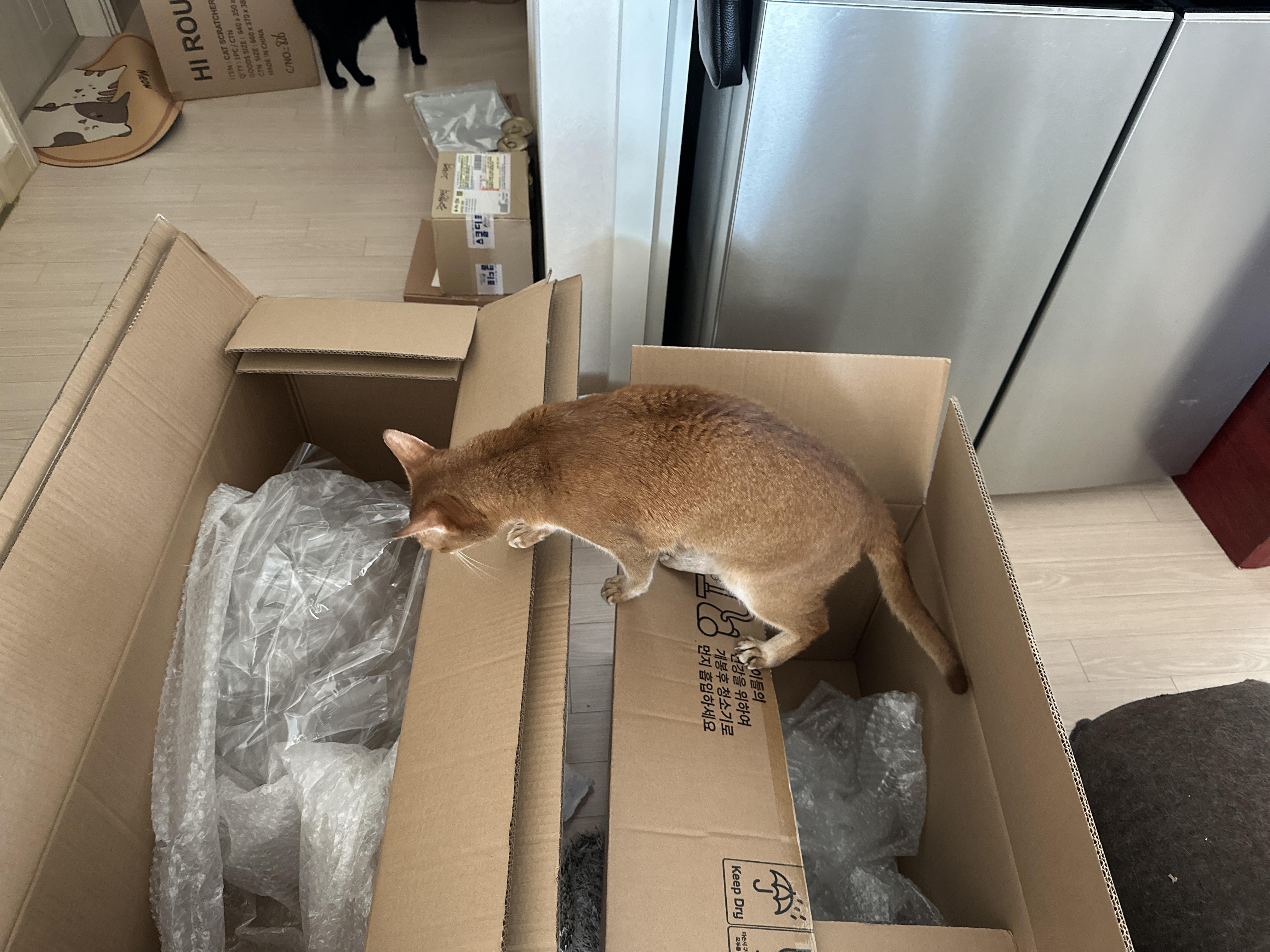 빈상자_사이를_오가며_즐거운_루디