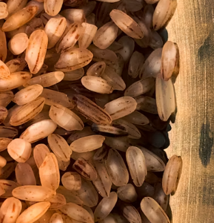 카무트 효소 부작용 분말 다이어트