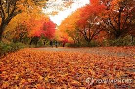 충청도 가을 단풍 명소