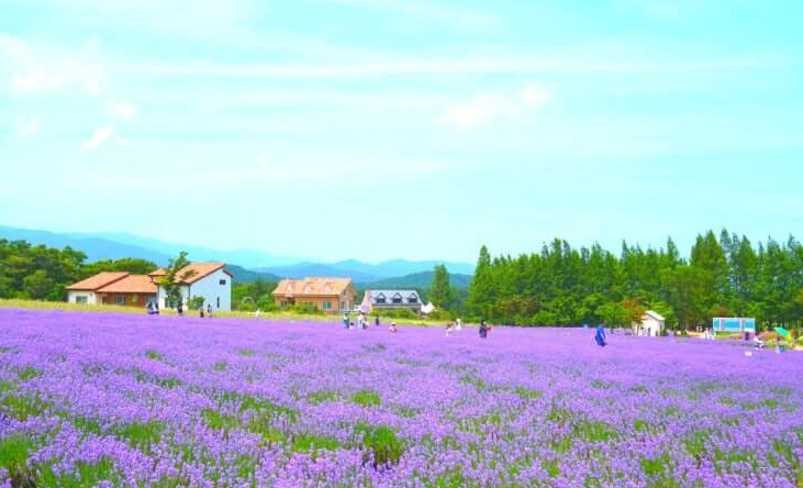 2025 강원 고성 하늬라벤더팜축제 일정 총정리 사진