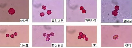 봄철 꽃가루