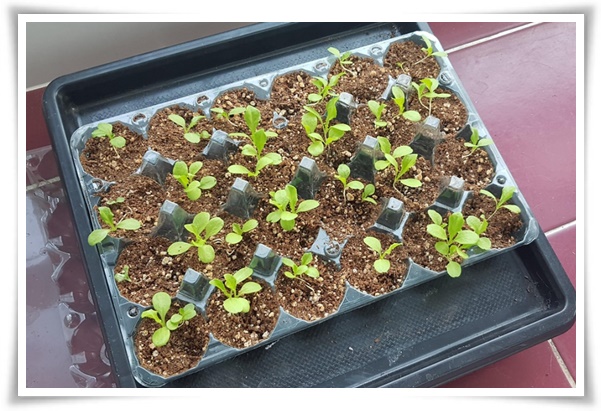 텃밭 &quot;상추 키우기&quot; 초보자도 쉽게 키우는 신선한 쌈 채소 재배의 모든 것!