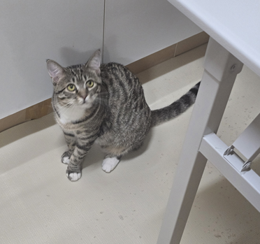 다묘 가정 고양이 함께 키우기, 세 마리 생활관리 방법