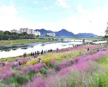 장성 황룡강 가을꽃축제_6