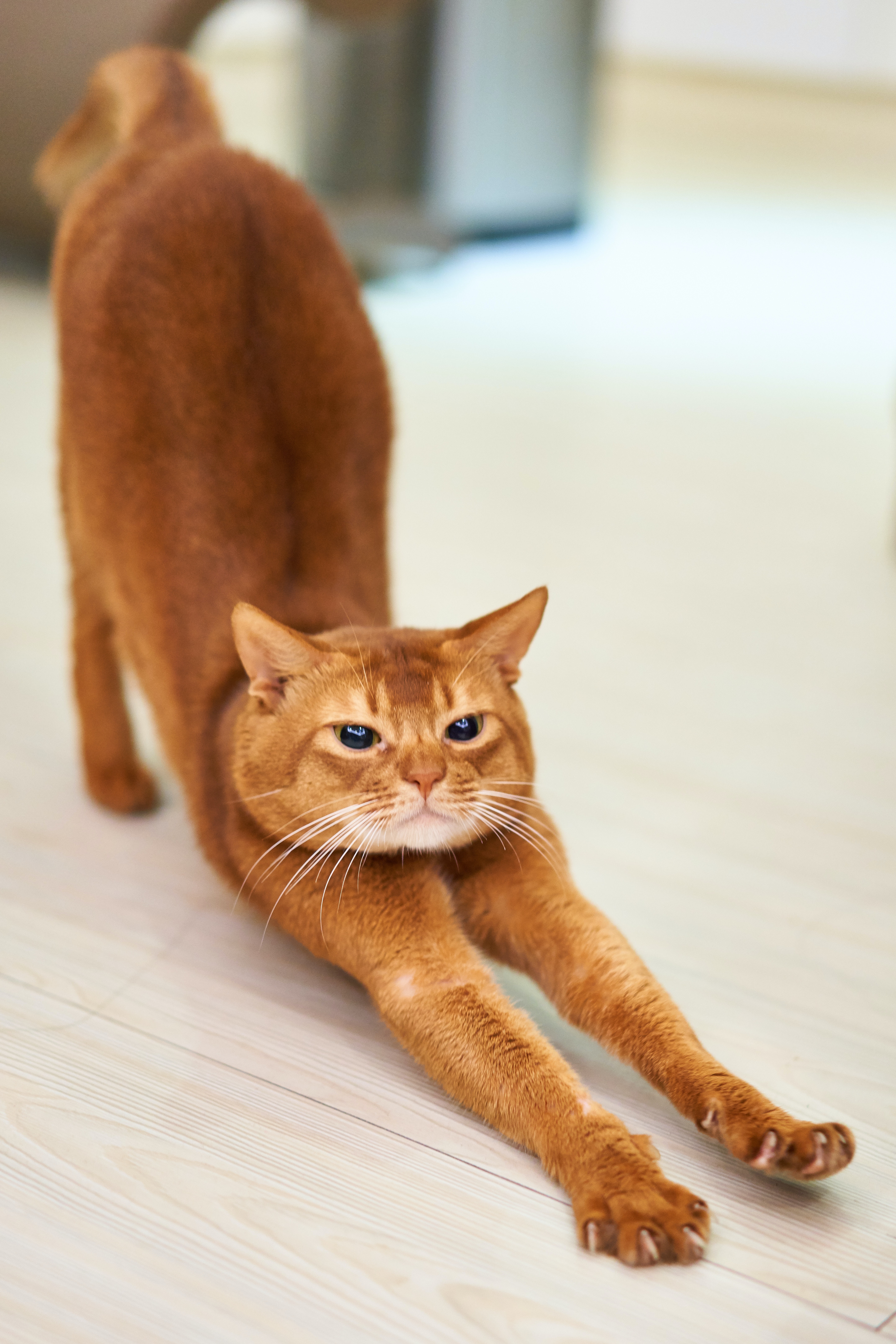 고양이 치약