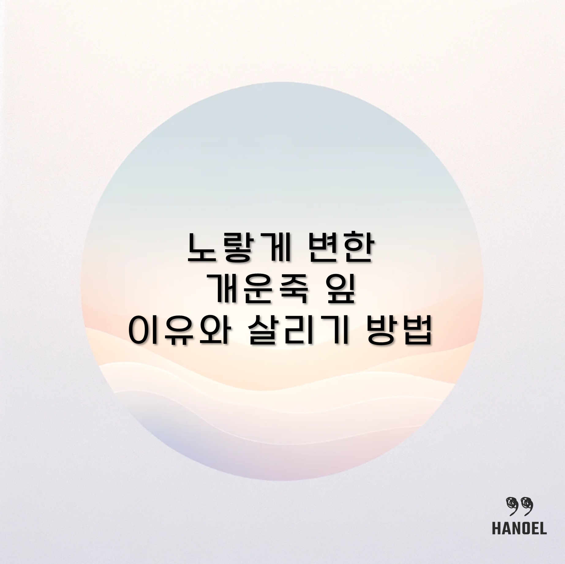 노랗게 변한 개운죽 잎 이유와 살리기 방법