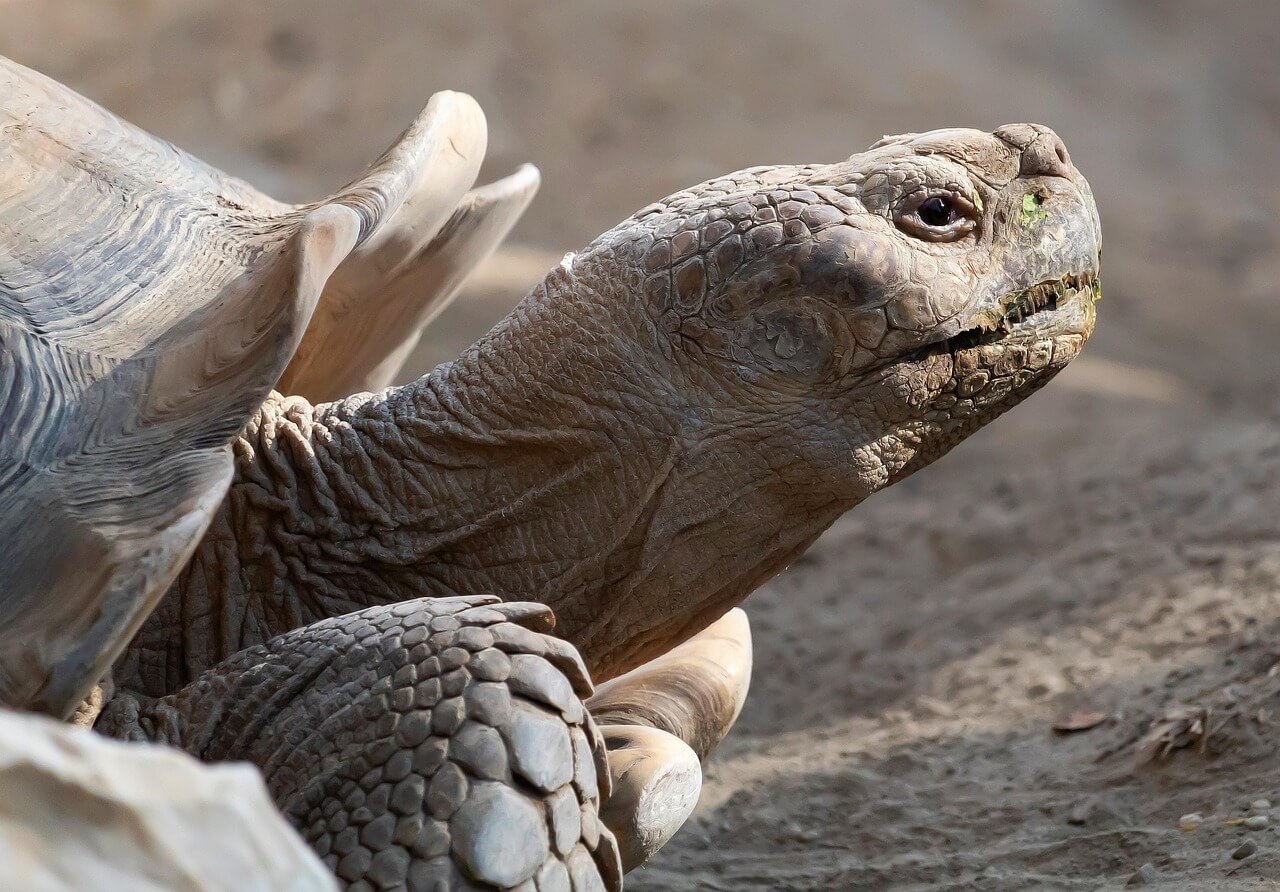 50대 중년의 거북목 교정 운동