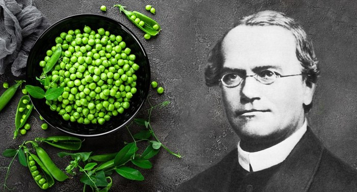 멘델의 유전 법칙과 완두콩 실험