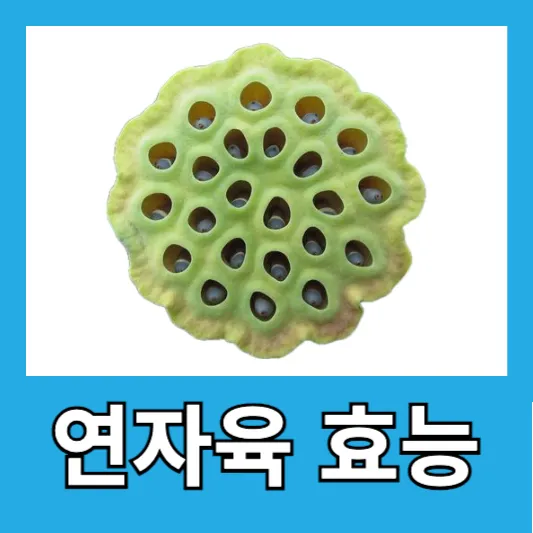 연자육 효능
