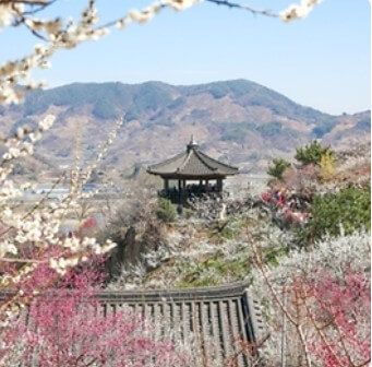 2025 광양 매화축제