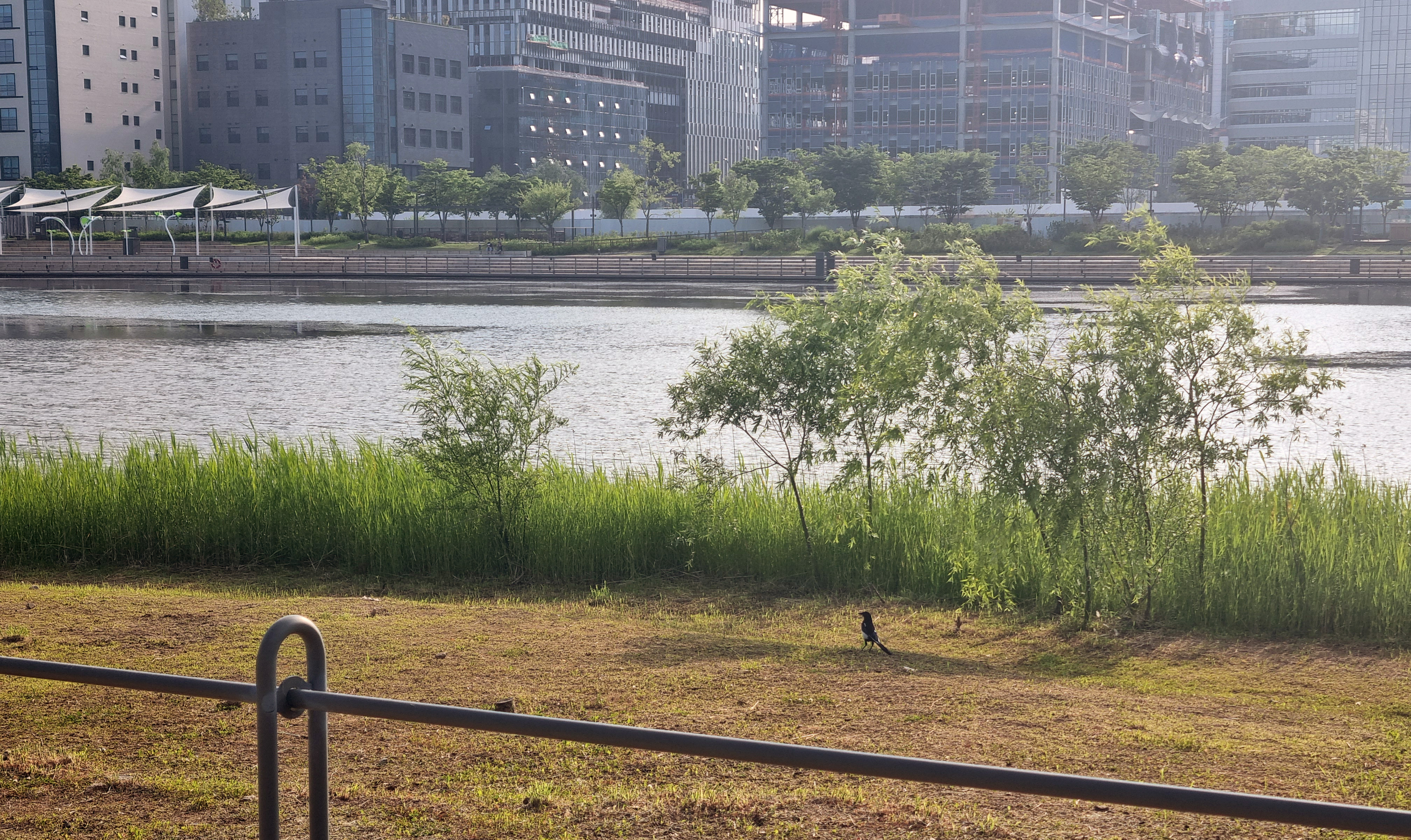 호수 풍경과 까치