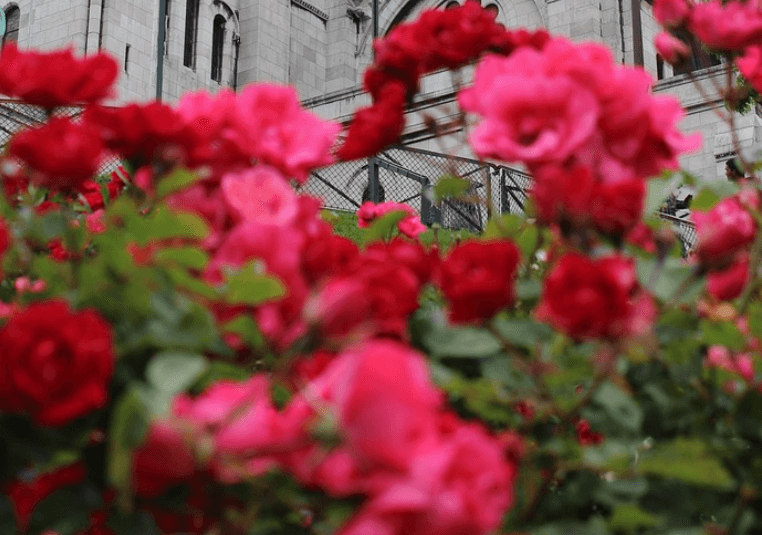 삼척장미축제 일정 입장료 주차장 관람꿀팁