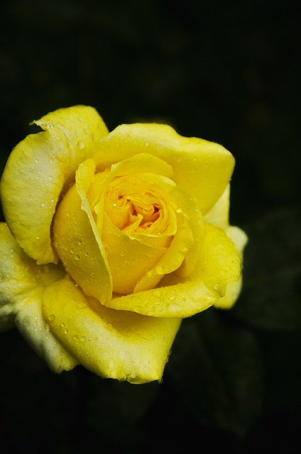 곡성 장미축제 18