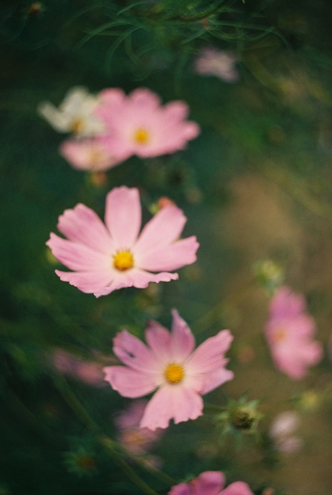 It's-Never-Too-Late-to-Bloom